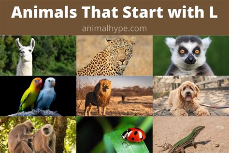 19 Animals That Start With L With Pictures and Facts 